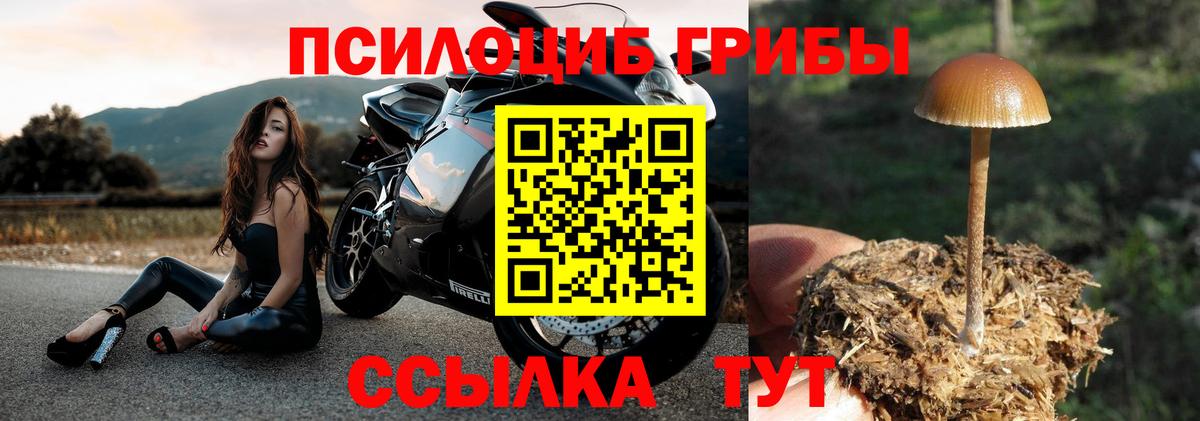 Псилоцибиновые грибы Psilocybine cubensis Жуковский